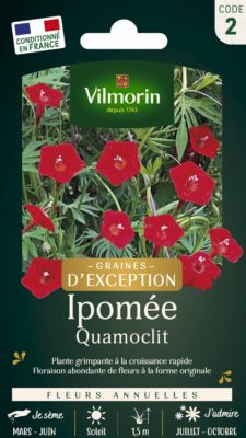 Graines d'Ipomée Quamoclit Vilmorin floraison grimpante