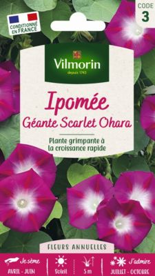 Graines d'Ipomée Scarlet O'Hara Villmorin