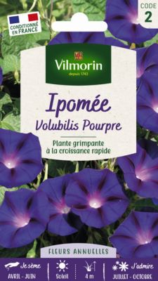 Graines d'Ipomée Volubilis Pourpre Vilmorin