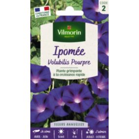 Graines d'Ipomée Volubilis Pourpre Vilmorin