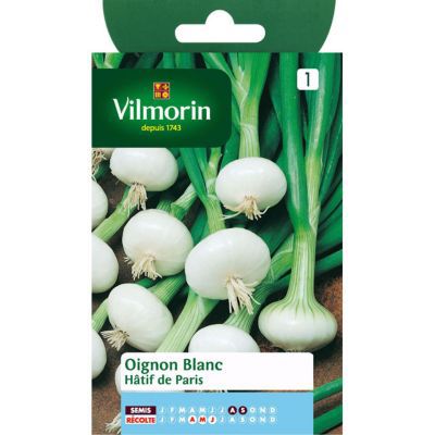 Graines d'oignon blanc variété "Hâtif de Paris" Vilmorin semis de août à septembre