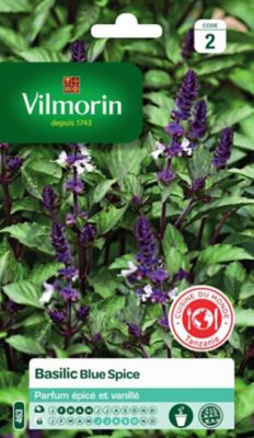 Graines de basilic variété "Blue Spice" Vilmorin semis de février à mai