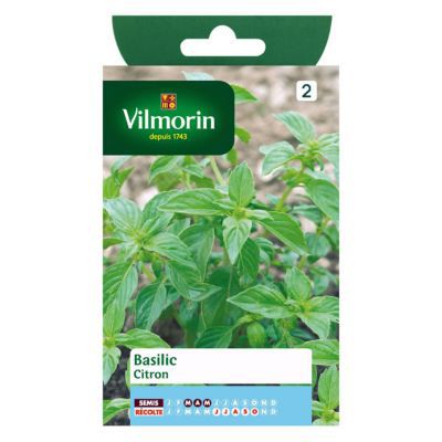Graines de basilic variété "Citron" Vilmorin semis de mars à mai