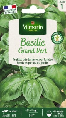Graines de basilic variété "Grand Vert" Vilmorin semis de mars à mai