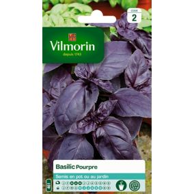 Graines de basilic variété "Pourpre" Vilmorin semis de mars à mai