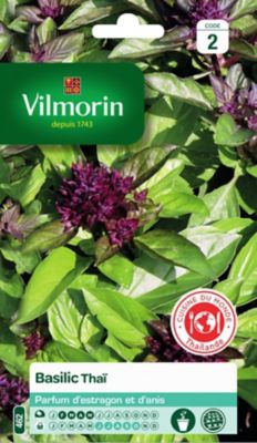 Graines de basilic variété "Thaï" Vilmorin semis de février à mai