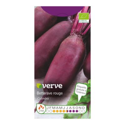 Graines de betterave bio variété "Cylindra" Verve semis de mars à juillet