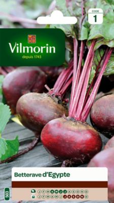 Graines de betterave variété "Égypte" Vilmorin semis d'avril à juillet