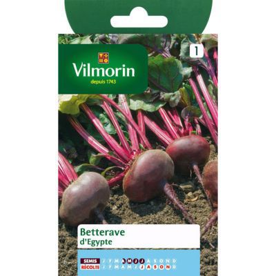 Graines de betterave variété "Égypte" Vilmorin semis d'avril à juillet
