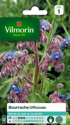 Graines de Bourrache Officinale Vilmorin