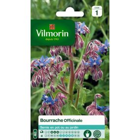 Graines de Bourrache Officinale Vilmorin