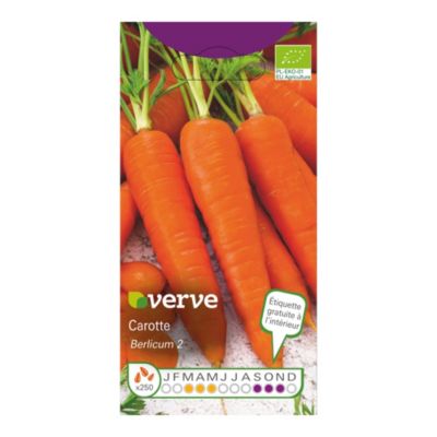 Graines de carotte bio variété "Berlikumer 2" Verve semis de mars à mai