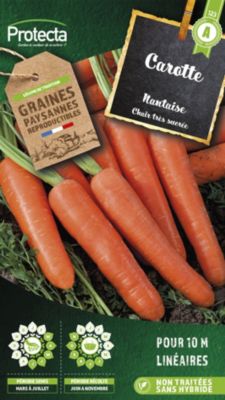 Graines de carotte variété "Nantaise" Protecta semis de mars à juillet