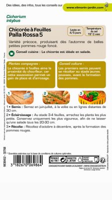 Graines de chicorée à feuilles variété "Palla Rossa" Vilmorin semis de juin à juillet