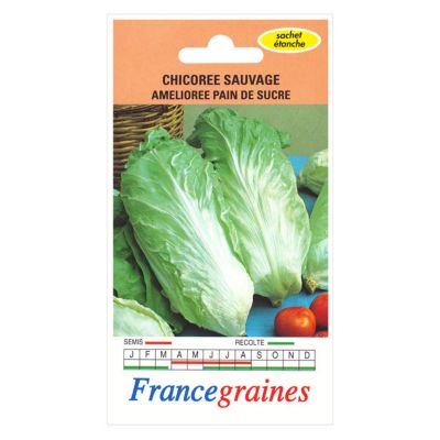 Graines de Chicorée Sauvage Pain de Sucre