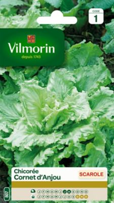 Graines de chicorée variété "Cornet d'Anjou" Vilmorin semis de juillet à août