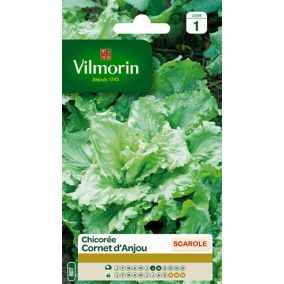Graines de chicorée variété "Cornet d'Anjou" Vilmorin semis de juillet à août