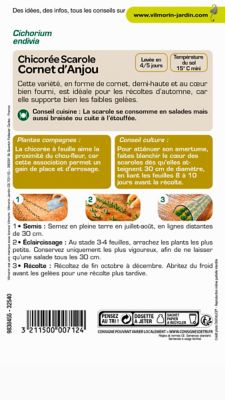 Graines de chicorée variété "Cornet d'Anjou" Vilmorin semis de juillet à août
