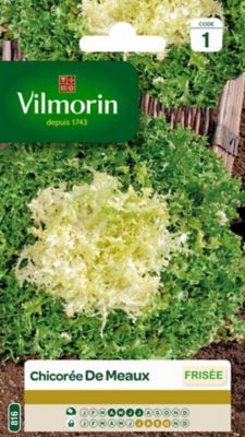 Graines de chicorée variété "Meaux" Vilmorin semis d'avril à juillet