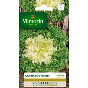 Graines de chicorée variété "Meaux" Vilmorin semis d'avril à juillet