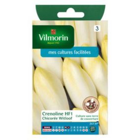Graines de chicorée variété "Witloof Crenoline HF1" Vilmorin semis de mai à juin