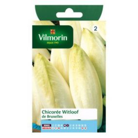 Graines de chicorée variété "Witloof de Bruxelles" Vilmorin semis de mai à juin