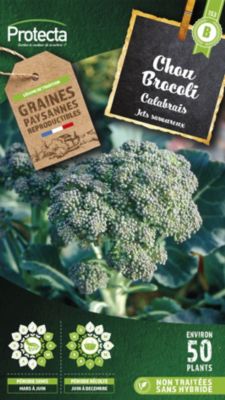 Graines de chou brocoli variété "Calabrais" Protecta semis de mars à juin