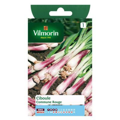Graines de ciboule variété "Commune rouge" Vilmorin semis de février à mai