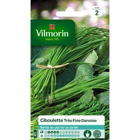Graines de ciboulette variété "Civette" Vilmorin semis de février à mai