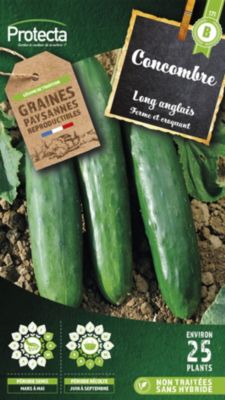 Graines de concombre variété "Long Anglais" Protecta semis de mars à mai