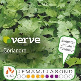 Graines de coriande bio variété "Coriandre" Verve semis de mars à juin