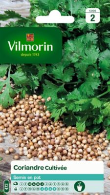Graines de coriande variété "Cultivée" Vilmorin semis de mars à juin