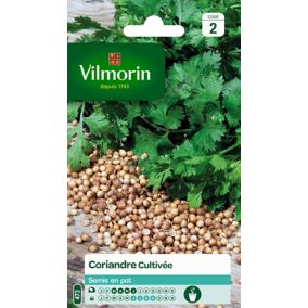 Graines de coriande variété "Cultivée" Vilmorin semis de mars à juin