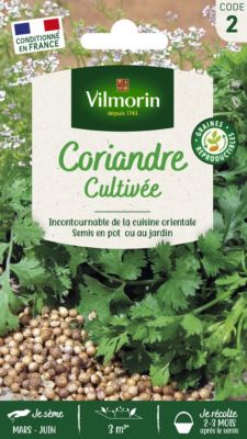 Graines de coriande variété "Cultivée" Vilmorin semis de mars à juin