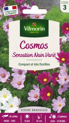 Graines de Cosmos Sensation Nain Vilmorin