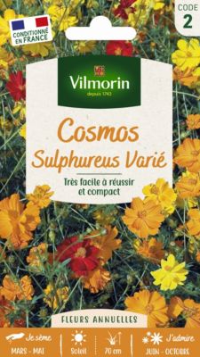 Graines de Cosmos Sulphureus Varié Vilmorin