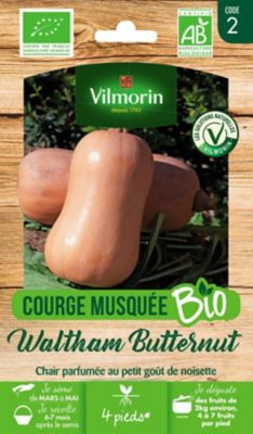 Graines de courge bio variété "Waltham Butternut" Vilmorin semis de mars à mai