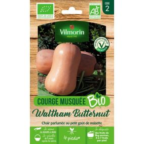 Graines de courge bio variété "Waltham Butternut" Vilmorin semis de mars à mai