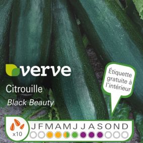 Graines de courgette bio variété "Black Beauty" Verve semis de mars à mai