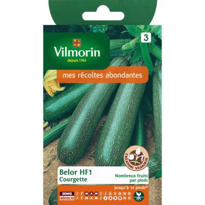 Graines de courgette variété "Belor HF1" Vilmorin semis de mars à mai