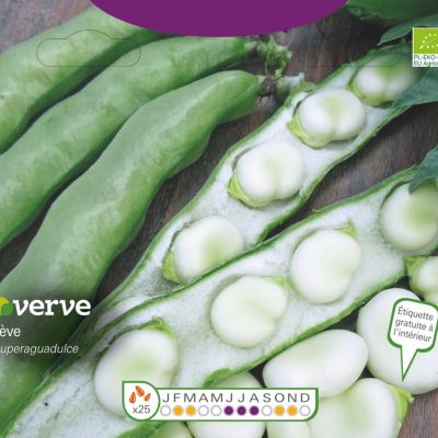 Graines de fève bio variété "Superaguadulce" Verve semis de novembre à janvier