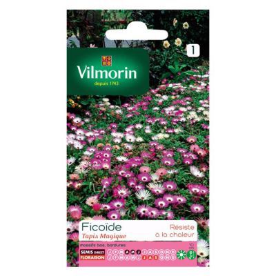 Graines de Ficoïde Tapis Magique Vilmorin