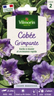 Graines de fleurs cobée grimpante Vilmorin