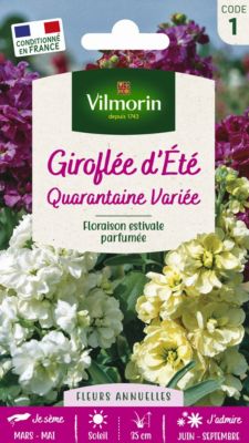 Graines de Giroflée d'Eté Quarantaine Vilmorin