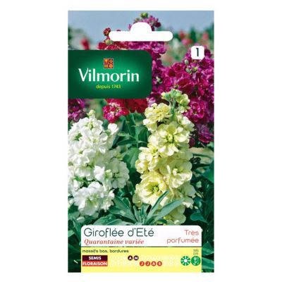 Graines de Giroflée d'Eté Quarantaine Vilmorin