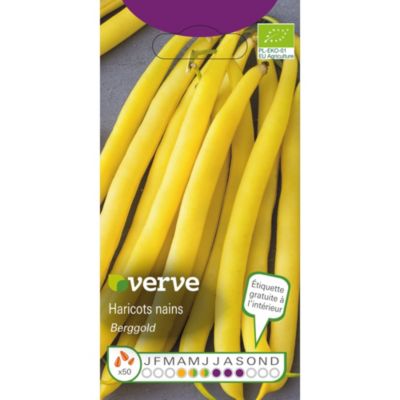 Graines de haricot nain bio variété "Berggold" Verve semis d'avril à juin