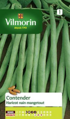 Graines de Haricot nain mangetout Contender