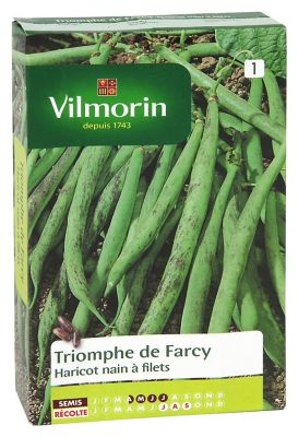 Graines de haricot nain variété "Triomphe de Farcy" Vilmorin semis d'avril à juillet