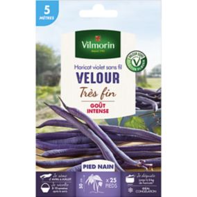 Graines de haricot nain variété "Velour" Vilmorin semis d'avril à juillet