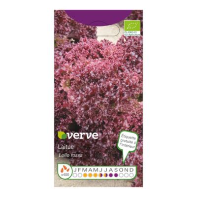 Graines de laitue bio variété "Red Salad Bowl" Verve semis de mars à juillet